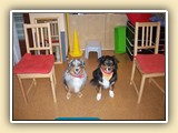 Kasustherapie, Plural
Zielsatz:  Die Hunde sitzen zwischen den Sthlen. 